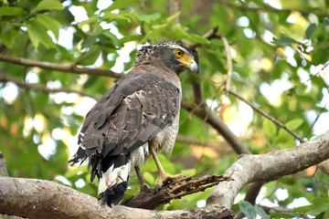 Jim corbett Tiger reserve forest, india