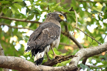 Jim corbett Tiger reserve forest, india