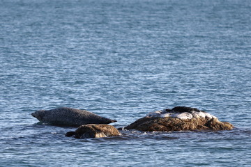 Fototapeta premium Seal (spotted seal, largha seal, Phoca largha) laying on the rocky reef in sea water in autumn sunset light. Wild spotted seal sanctuary.