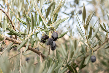 Olive tree with fruit damaged by an insect