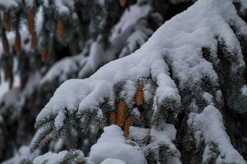 Snow covered fir branch, winter in a city park