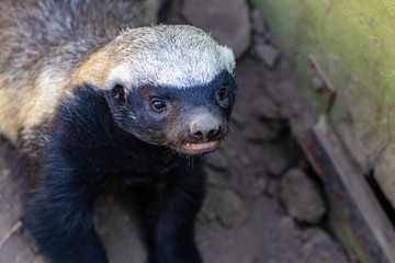 Black and White Honey Badger