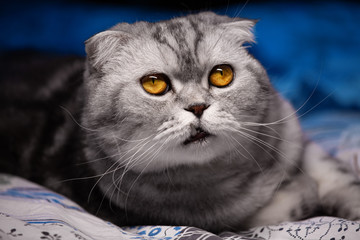 a lop-eared cat lies on a bedspread with a blue backlit background
