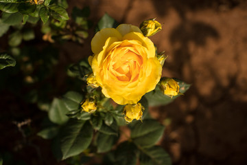 yellow rose in beautiful natue