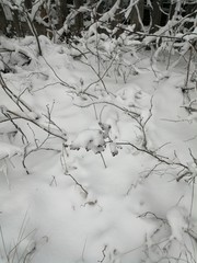 branches in snow