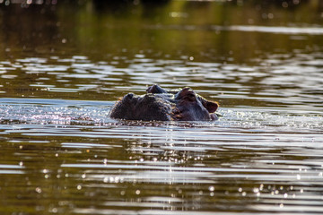 Fototapeta na wymiar Hippo in water