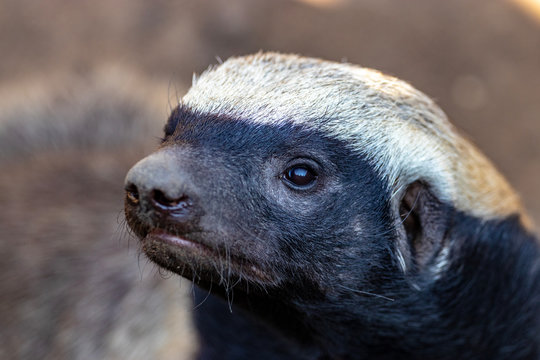 Black and White Honey Badger