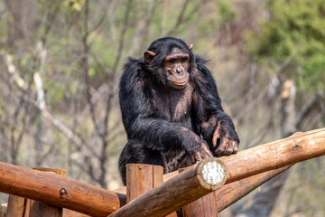 Chimpanzee on logs