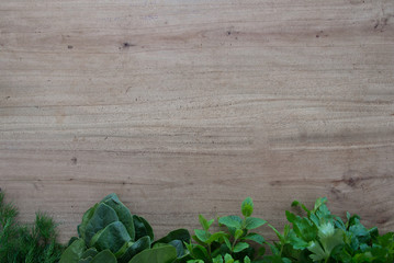 fresh herbs on wooden background dill parsley spinach mint . space for text 