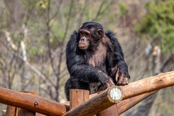 Chimpanzee on logs