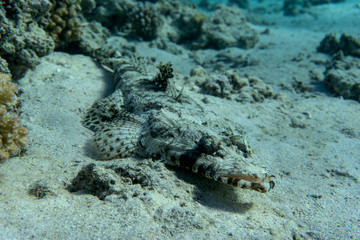 Crocodilefish (Papilloculiceps longiceps) lies at the bottom of a coral reef.