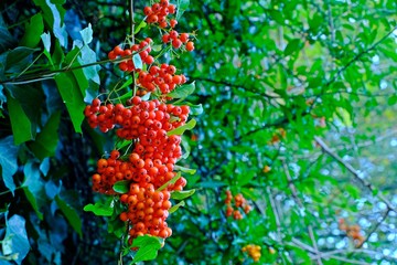 Obraz premium Branches of European mountain ash rowan tree (Mountain ash berries) full of ripe berries. 