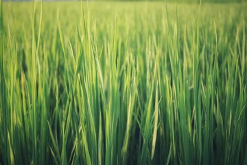 field of green wheat