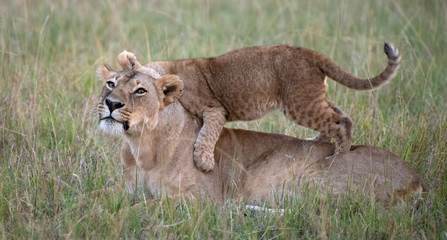 Lion cub standing on lioness
