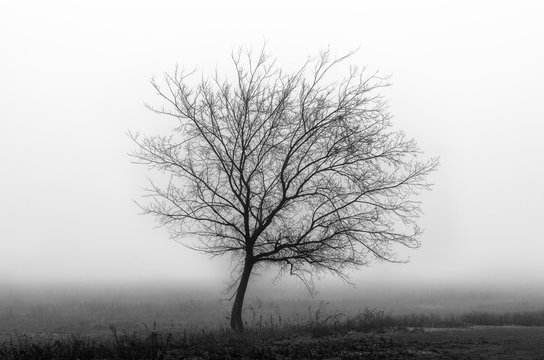 Black and white scenery in the fog