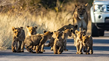 Fotobehang group of lions © Llewellyn