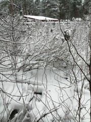 trees in winter