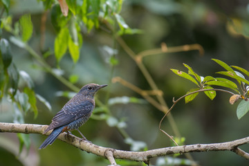 Blue Rock-Thrush on branch in nature.