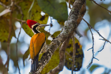 Common goldenback find food on branch in nature.