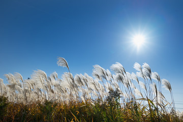 Obraz premium Japanese pampas grass ススキ
