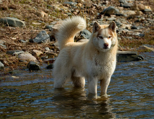 Siberian husky is a breed of dog, characterized by thick hair and the eyes with the enchanting beauty of various colors.