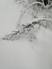 tree in snow