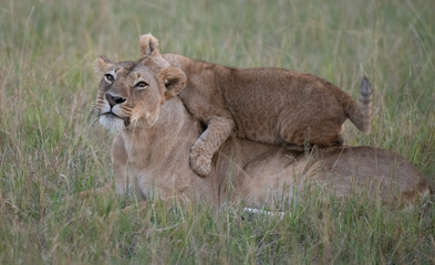 Naklejka premium Lion cub lying on lioness