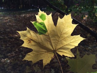 Bright green spots on a yellow maple leaf on the background of autumn forest. Photo from a mobile phone in natural evening light.