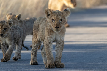 Lion Cubs on road
