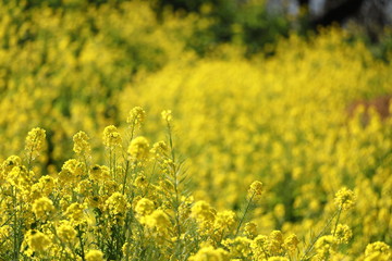 菜の花の風景