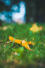 Close up picture of autumn colours, autumn leaves. Bright red, orange and yellow colours representing fall. 