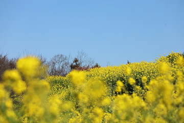 Obraz premium 菜の花の風景