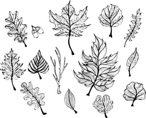 Leaves set. Hand drawn decorative elements. Vector illustration. Vector natural set