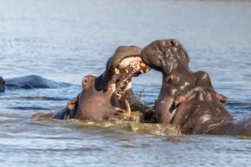 Hippopotomus fighting in the water