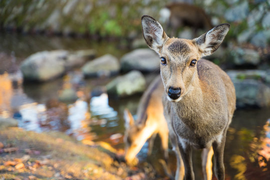 Nara　Park　Japan 奈良公園　シカ