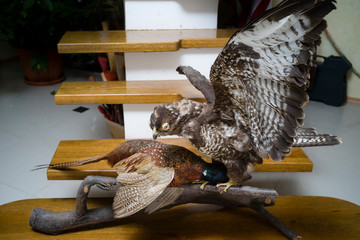 Taxidermy prepared object representing an eagle with its pray, a pheasant, on the bottom of interior stairs.