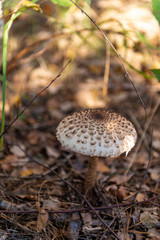 mushroom in the forest 