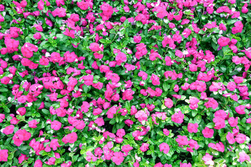 Fototapeta premium Bright pink impatiens hawkeri flowers