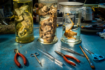 Natural sciences laboratory with glass jars where animals are conserved in formalin such as a...