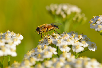 Schwebfliege auf Scharfgarbe