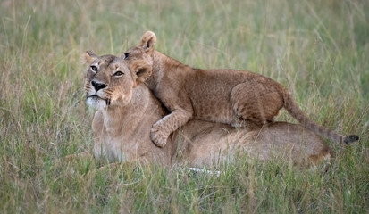 lion cub lying on lioness