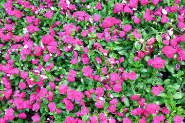 Bright pink impatiens hawkeri flowers