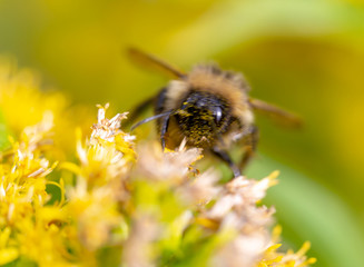 bee on flower