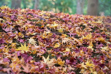 紅葉　嵐山　 Autumn leaves　Arashiyama