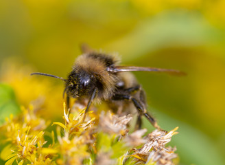 bee on flower