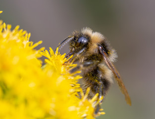 bee on flower