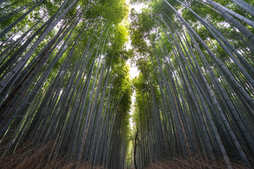 竹林　嵐山　 Bomboo forest　Arashiyama