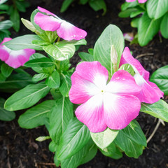 Bright pink impatiens hawkeri flowers