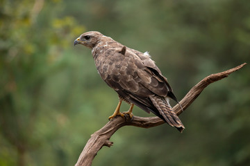 Buzzard, Common Buzzard. Buteo buteo