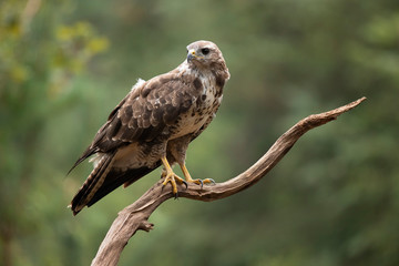 Buzzard, Common Buzzard. Buteo buteo